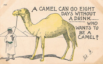 Camel postcard.