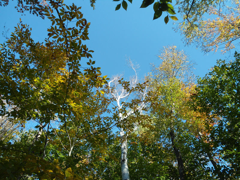 Birch tree.